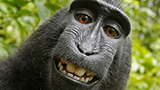 La scimmia del selfie ha perso: i diritti della foto non possono essere suoi