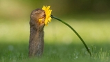 Le curiose fotografie dello scoiattolo che annusa i fiori