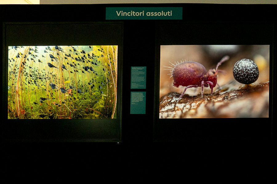 a Milano, torna la mostra del Wildlife Photographer of the Year