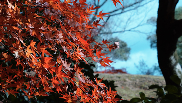 Mirrorless Full Frame Compatta Panasonic Lumix S9